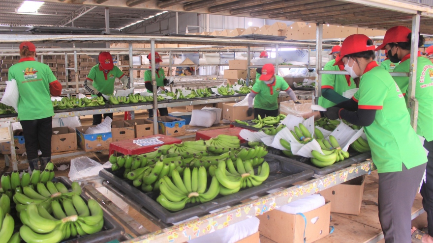 Dak Lak exports 10 containers of bananas to China
