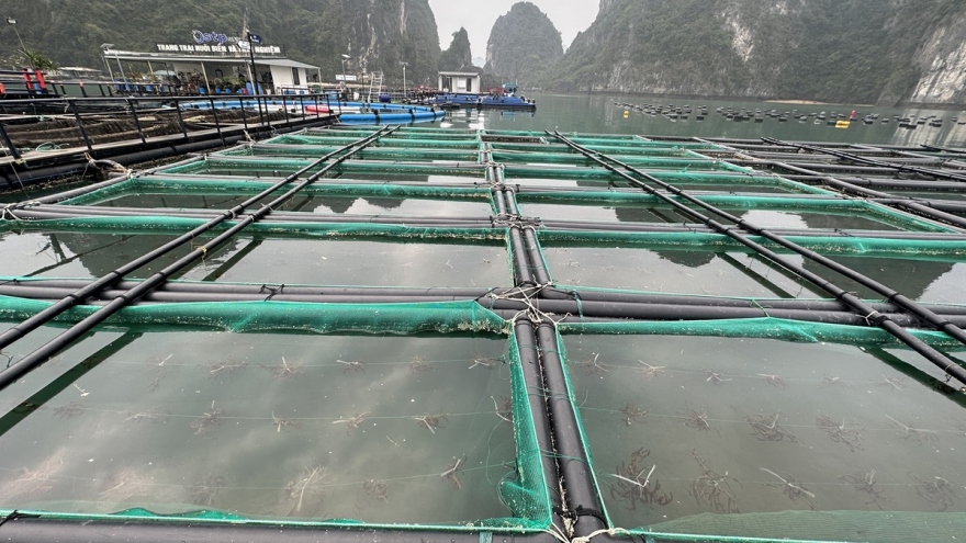 Quảng Ninh tăng cường bảo vệ, phát triển nguồn lợi thủy sản