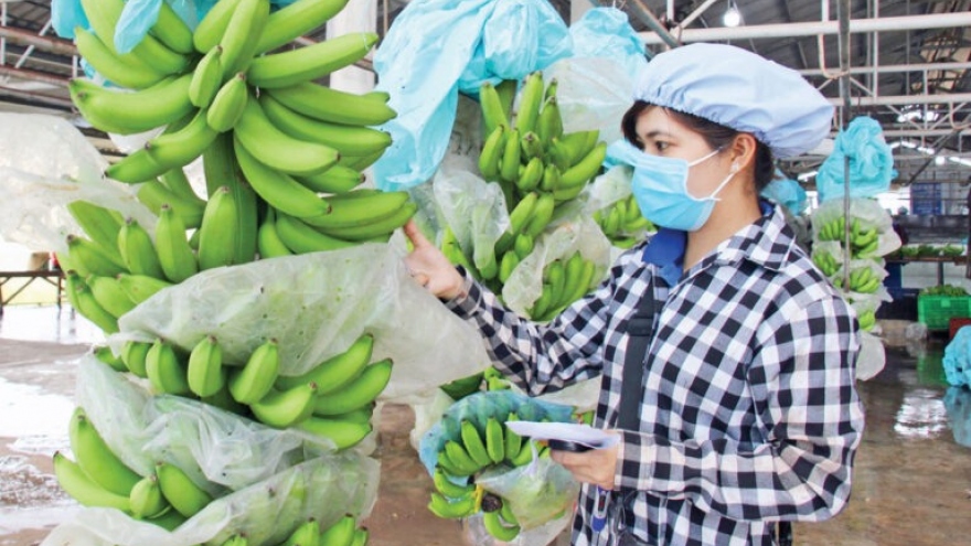 Vietnam becomes largest banana exporter to Chinese market