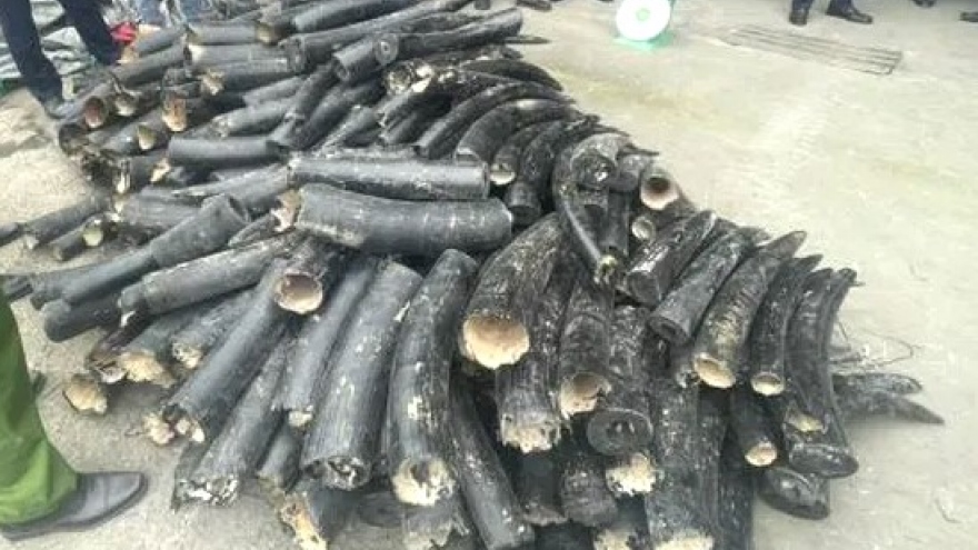 Phát hiện gần 1,6 tấn ngà voi nhập lậu qua cảng biển Hải Phòng
