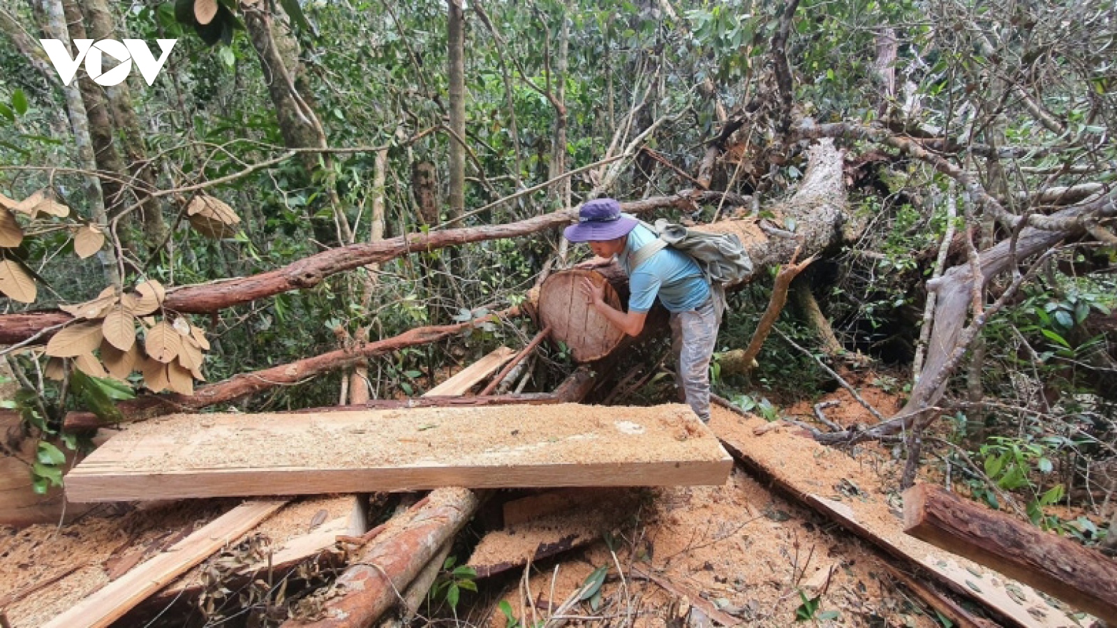 Đắk Lắk yêu cầu làm rõ trách nhiệm người đứng đầu để xảy ra mất rừng
