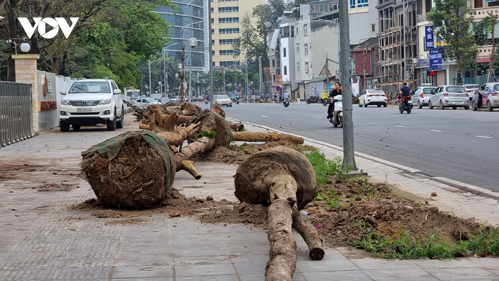 Loạt cây xanh chết khô trên đường Huỳnh Thúc Kháng kéo dài đã được nhổ bỏ