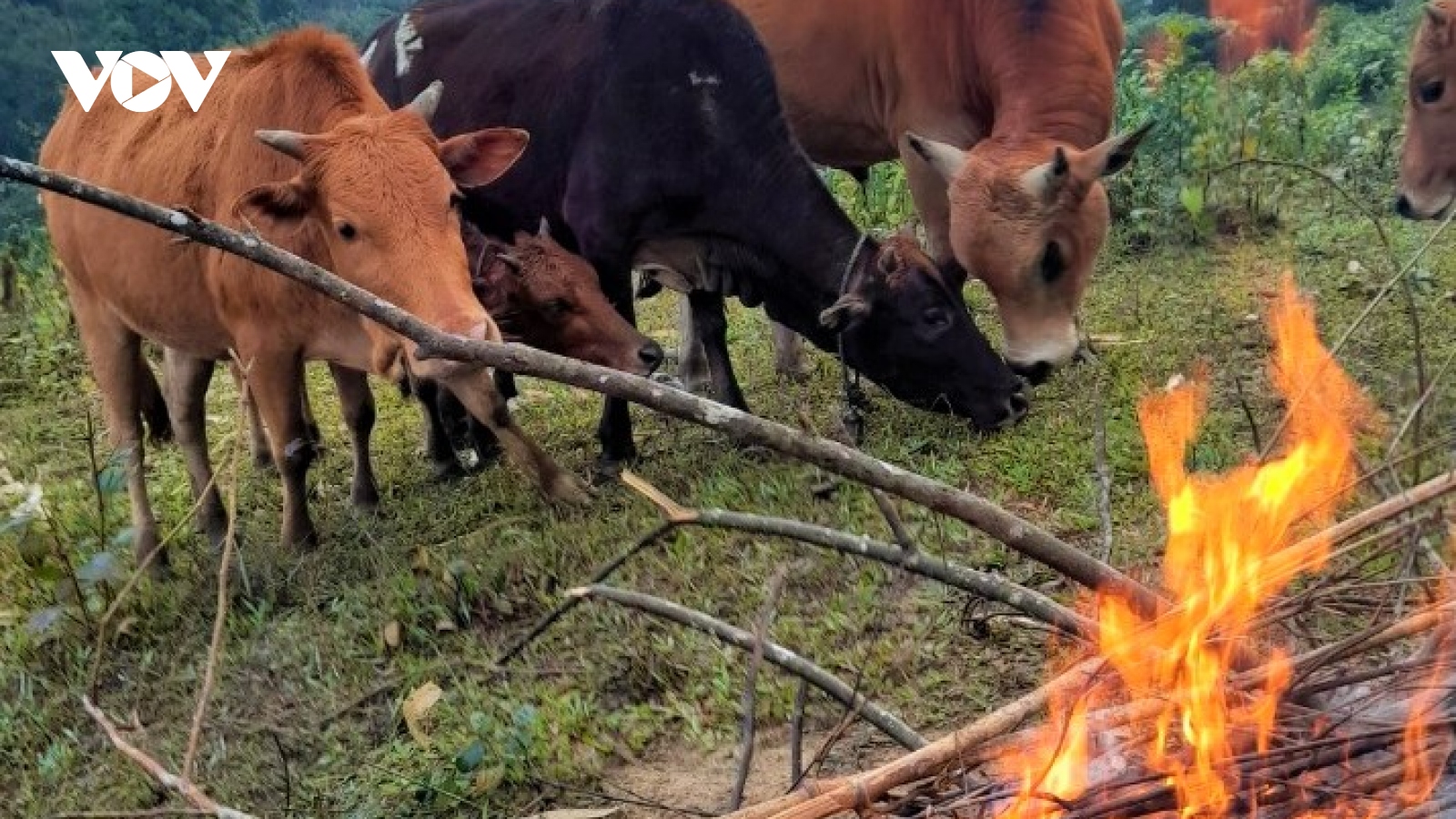Người dân miền núi Nghệ An tìm cách chống rét cho đàn gia súc