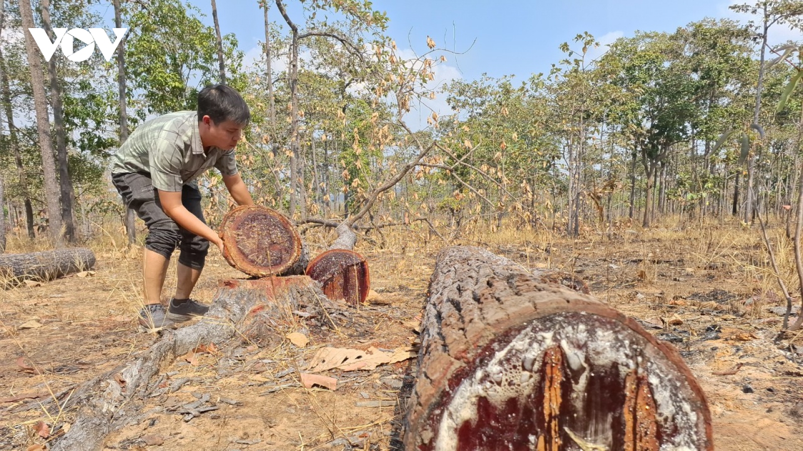 Gian nan công tác bảo vệ rừng ở biên giới Ia Mơr, Gia Lai