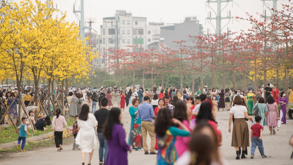 Phát hiện đường hoa phong linh mới, người Hà Nội lại kéo đến check