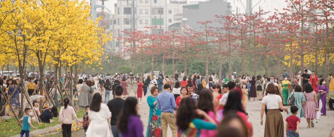 Phát hiện đường hoa phong linh mới, người Hà Nội lại kéo đến check