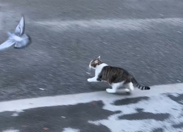 Video: Chán bắt chuột, mèo Larry của Thủ tướng Anh trổ tài "săn" bồ câu