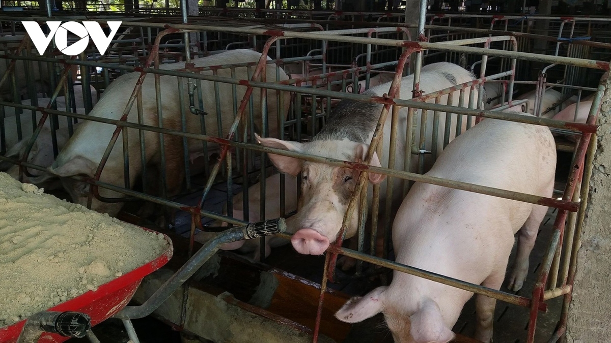 Tạo điều kiện cho nông dân vay vốn tái đàn sau dịch tả lợn châu Phi