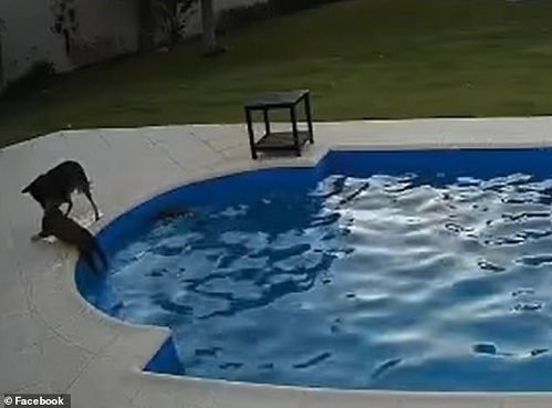 Cảm động khoảnh khắc chú chó cứu "người bạn" mù khỏi đuối nước