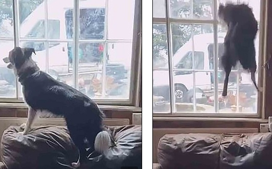 Video: Chú chó phấn khích nhảy dồn dập trên ghế sofa
