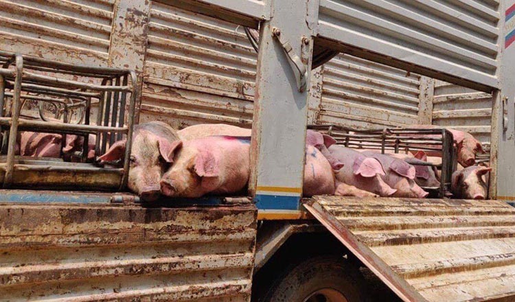 Campuchia tiêu hủy toàn bộ đàn lợn bị dịch tả lợn châu Phi