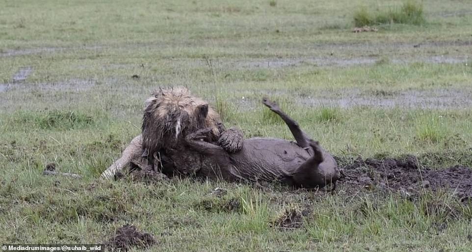 Video: Sư tử kiên nhẫn đào hang, bắt sống lợn rừng