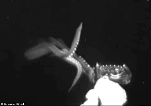 Video hiếm ghi lại cảnh mực khổng lồ săn mồi dưới đáy đại dương