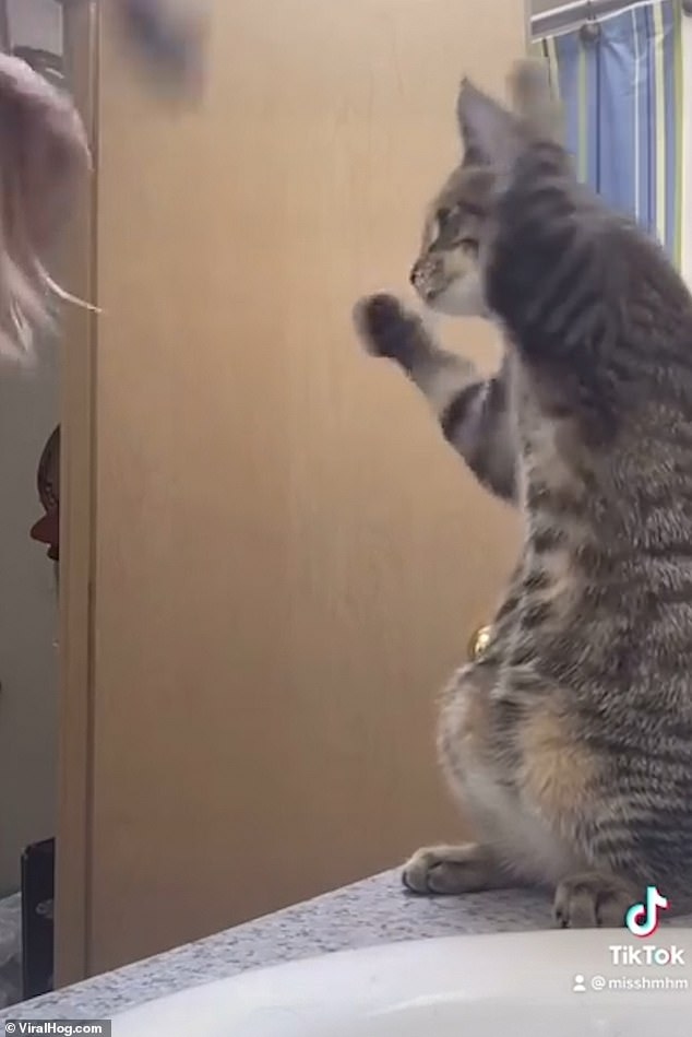 Bật cười khoảnh khắc chú mèo bắt chước động tác chải tóc của cô chủ