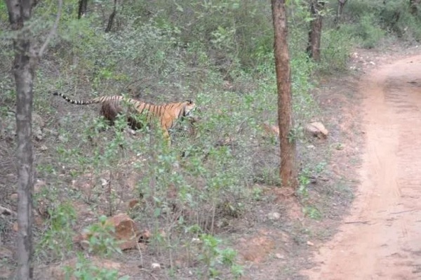 Video: Cuộc chiến khốc liệt một mất một còn giữa hổ và báo đốm