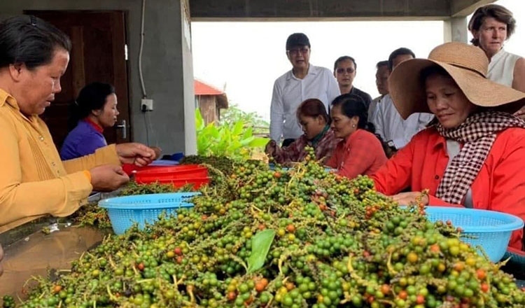 Xuất khẩu nông sản của Campuchia tăng vọt bất chấp dịch bệnh