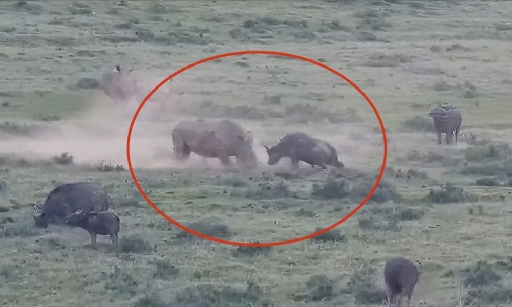Trâu rừng lao vào "đại chiến" với tê giác để bảo vệ đàn con