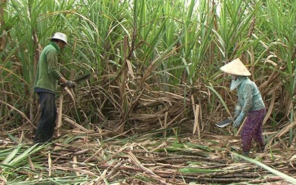 Nông dân Sơn La phấn khởi mở rộng diện tích trồng khi mía được giá