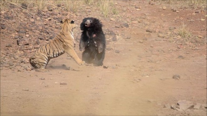 Trận chiến kinh hoàng giữa hổ và gấu đen