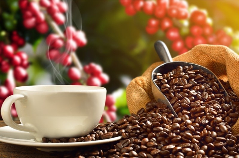 Giá cà phê hôm nay 4/10: Trong nước giảm 1.000 đồng/kg