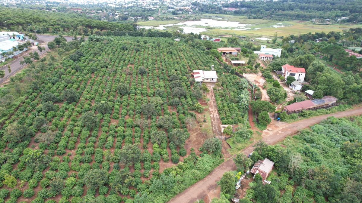 Cục thi hành án Gia Lai yêu cầu nguyên Trưởng BQL rừng trả 1,6ha đất lấn chiếm