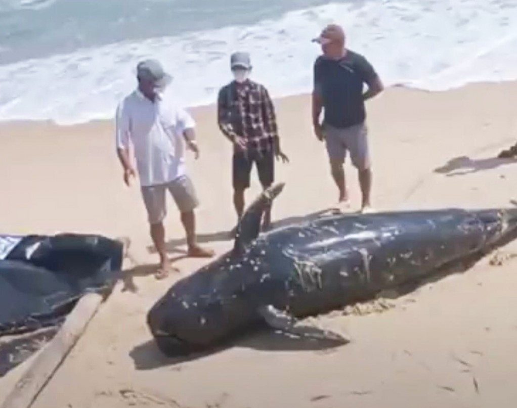 Cá voi nặng gần 1 tấn dạt vào bờ biển Khánh Hòa
