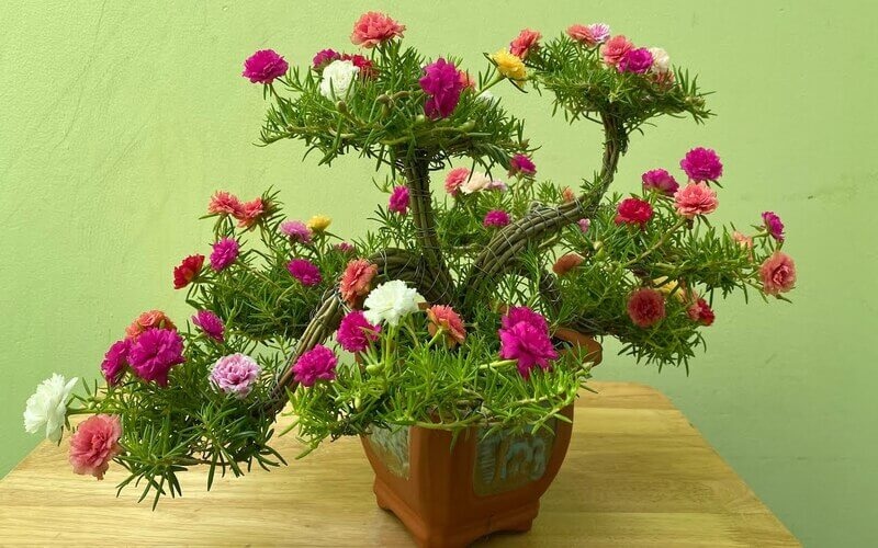 Cây hoa dại thành bonsai giúp tiểu thương “hốt bạc”