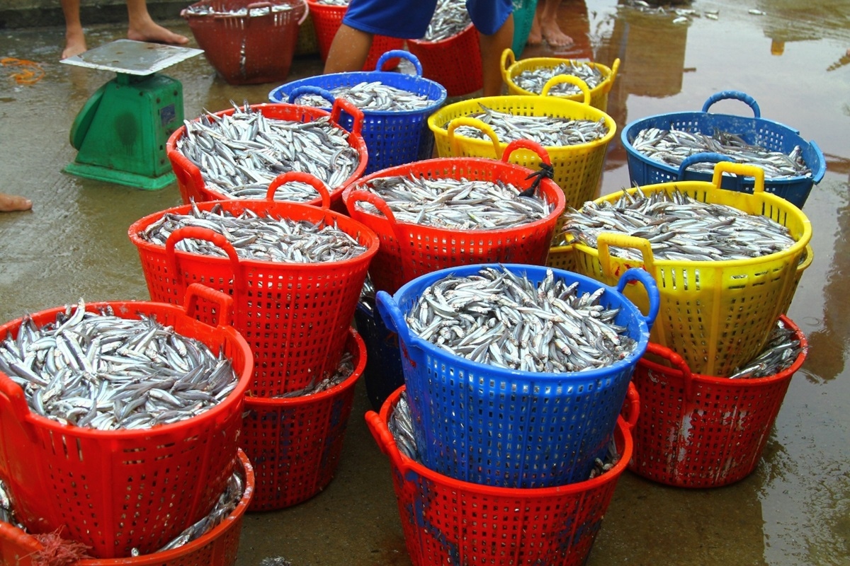 Ngư dân Quảng Bình được mùa cá cơm