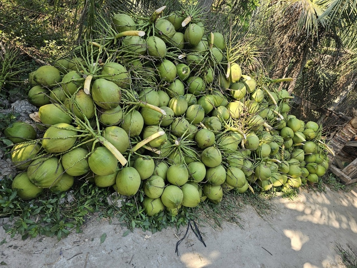 Nắng nóng trái dừa tươi tăng giá, hút hàng nhà vườn phấn khởi