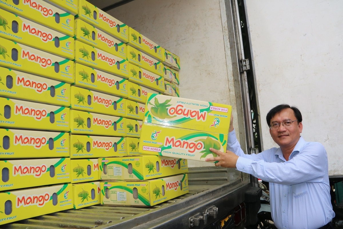 An Giang xuất khẩu 18 tấn xoài keo đầu tiên sang Hàn Quốc