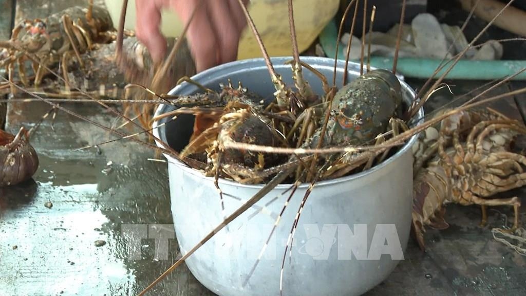 Nguyên nhân ban đầu khiếm tôm hùm bông chết hàng loạt ở Khánh Hòa