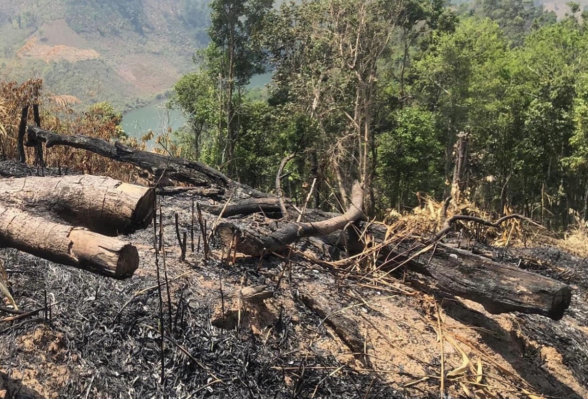 Bắt giam 5 đối tượng phá rừng ở Kon Tum