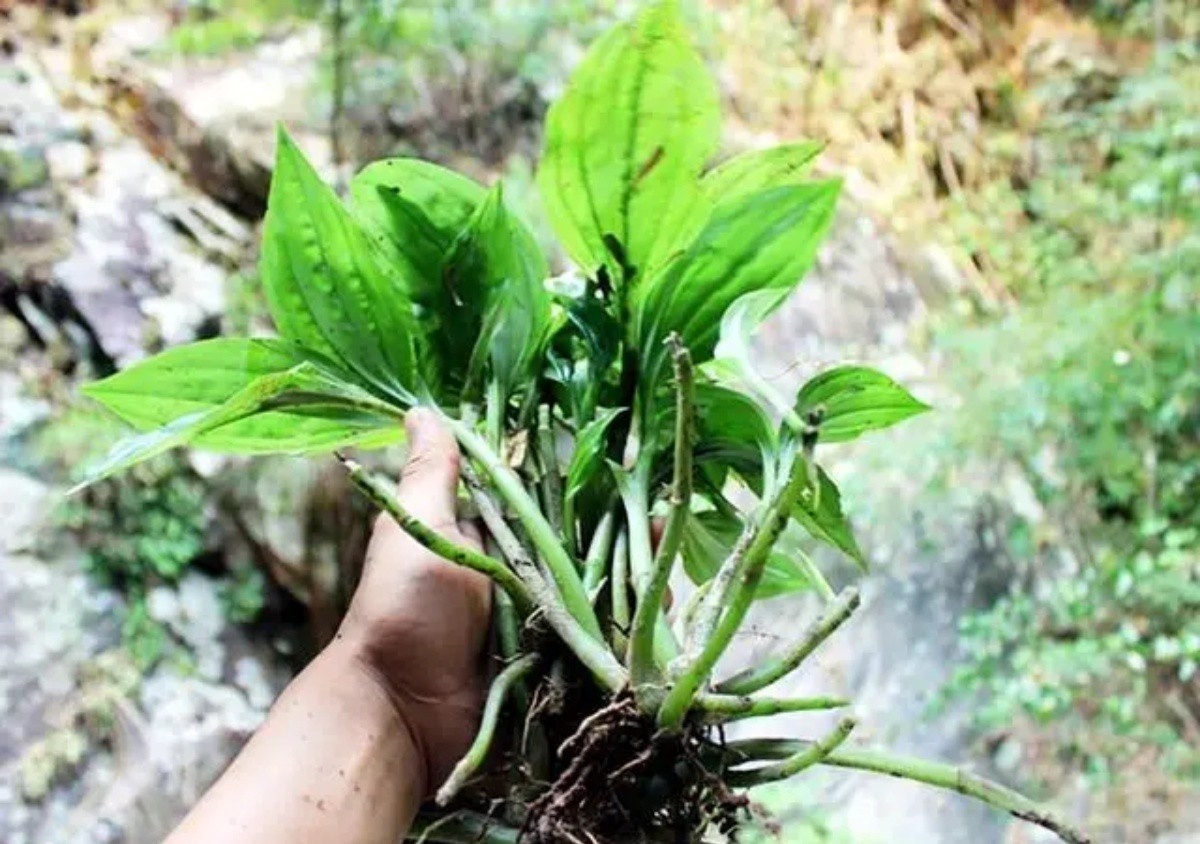 Mang loại cây mọc dại ở Việt Nam ra nước ngoài bán hơn nửa triệu/kg