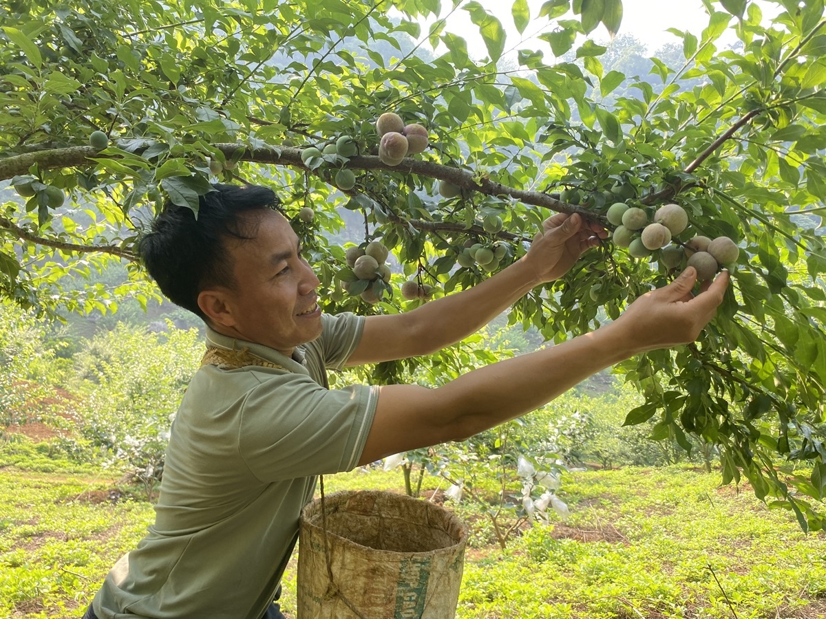 Khuyến nông - Người bạn đồng hành đưa Sơn La trở thành “hiện tượng nông nghiệp”
