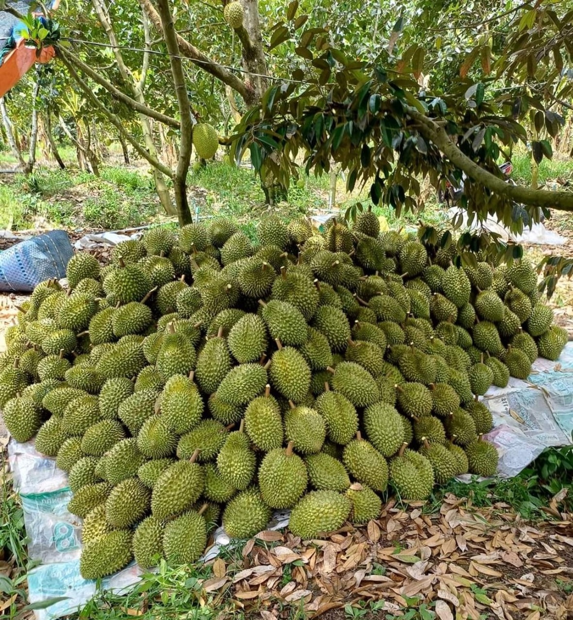 Sản lượng và giá trị trái cây Tiền Giang liên tục tăng theo hướng xuất khẩu