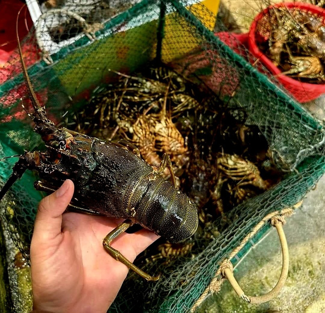 35 tấn cá, tôm hùm nuôi chết hàng loạt ở Phú Yên