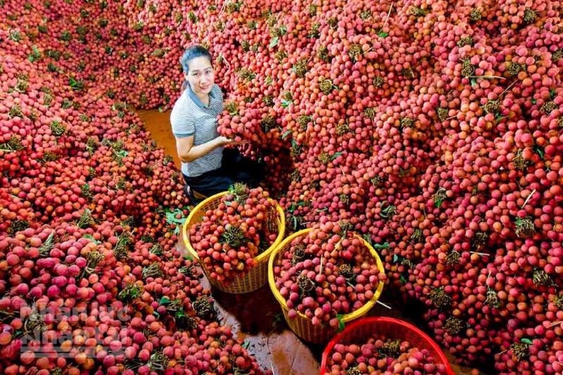 Thanh Ha lychees to be transported to Australia by air