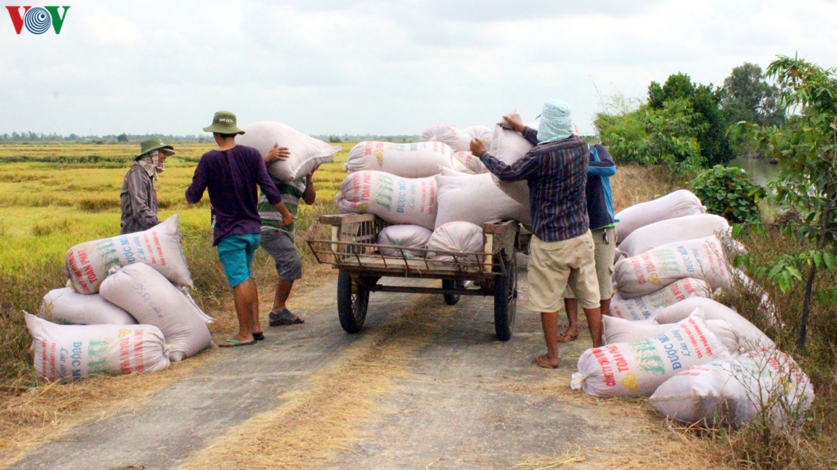 Xuất khẩu gạo bổ sung tháng 4: DN đã đăng ký hết