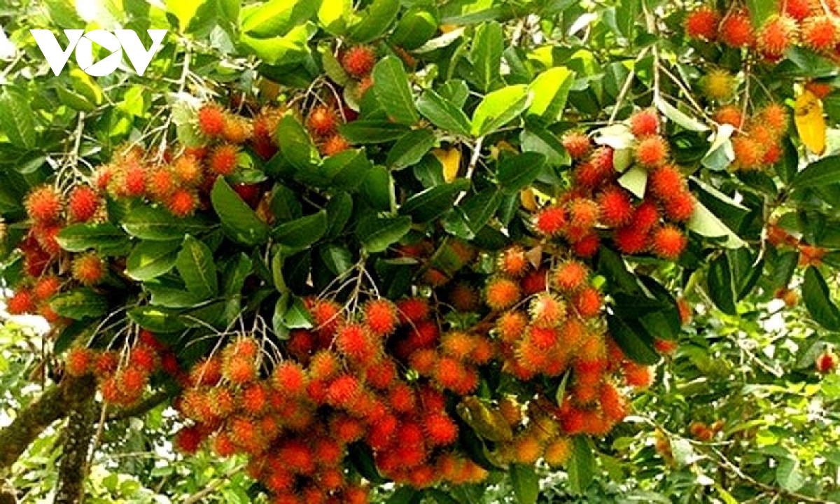 Rau quả Việt đắt hàng ở thị trường Thái Lan