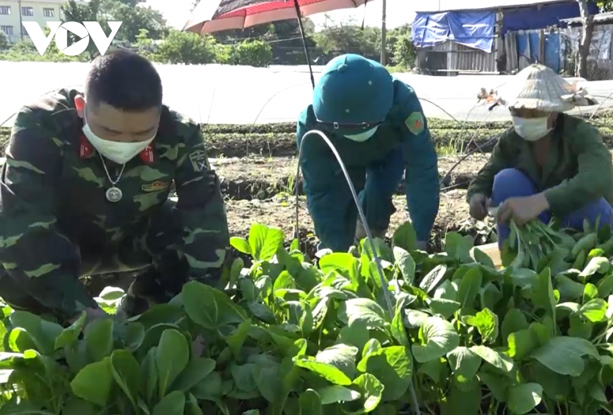 Bộ đội ra đồng, xắn tay giúp nông dân Hà Nội thu hoạch, tiêu thụ hoa màu