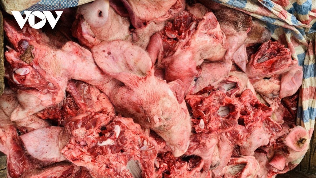 Phát hiện và tiêu hủy 350kg đầu lợn màu sắc tím tái, bốc mùi hôi thối