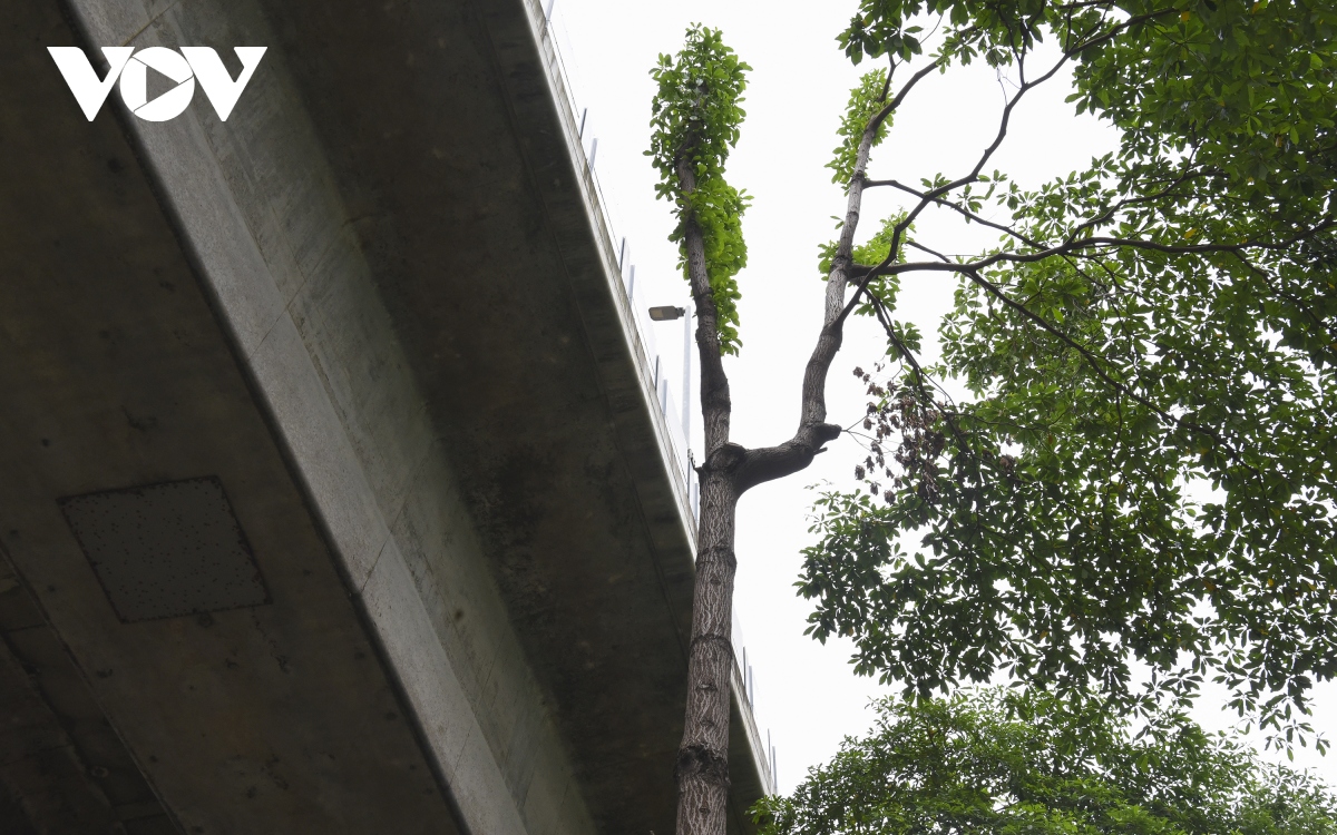 Hàng loạt cây xanh Hà Nội khó phát triển vì “đụng trần” đường trên cao