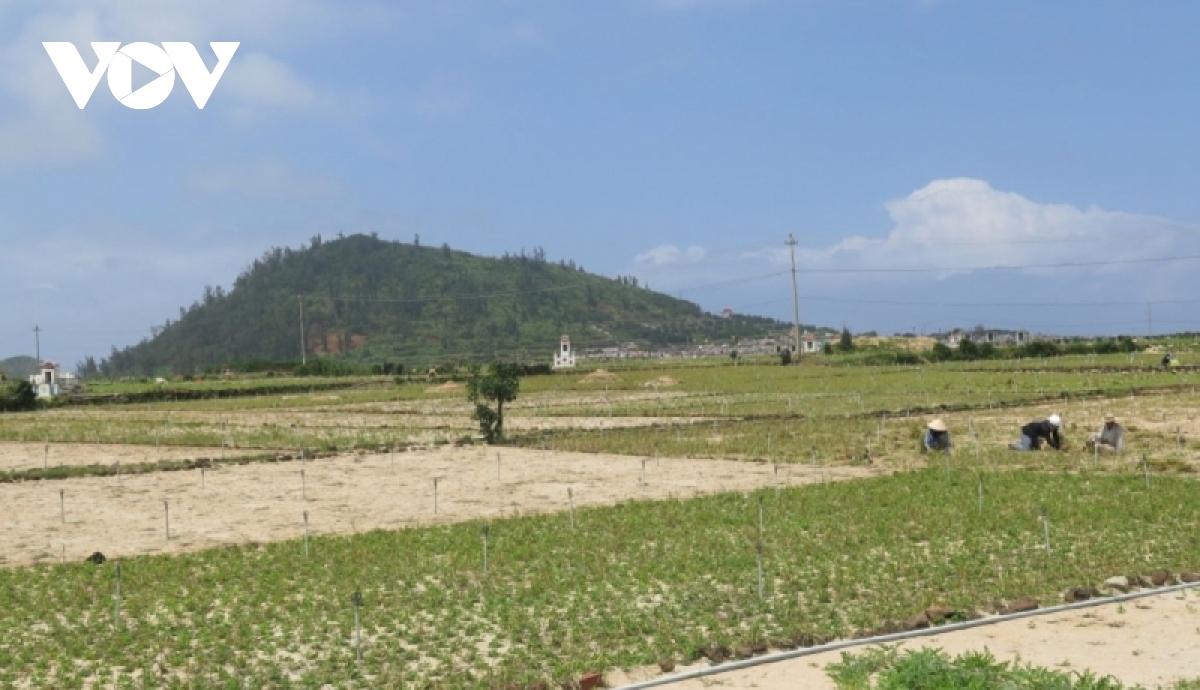 Đoàn Kinh tế-Quốc phòng 516 triển khai mô hình giảm nghèo tại huyện đảo Lý Sơn