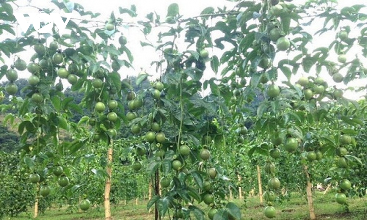 Sơn La được cấp 4 mã số vùng trồng cho cây chanh leo