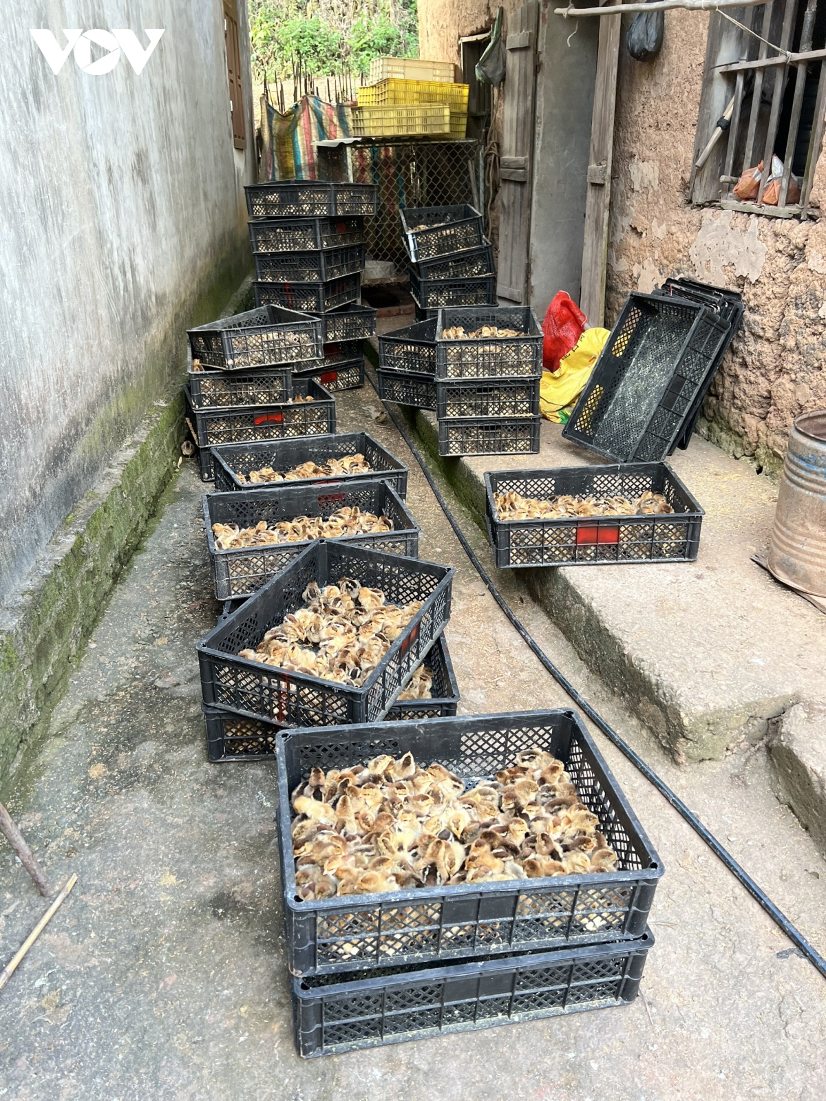 Lạng Sơn thu giữ gần 5.000 con gà giống nhập lậu