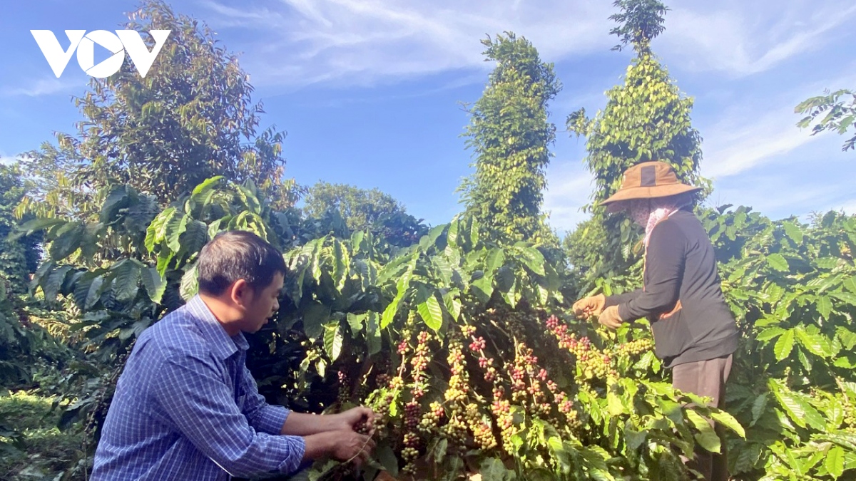Đắk Lắk tái diễn tình trạng thiếu nhân công thu hái cà phê