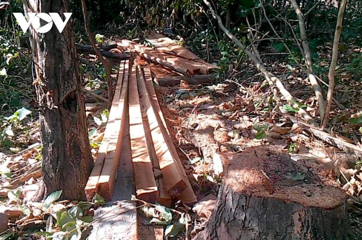 Điều tra vụ phá rừng ở xã Ia Mơr trong đêm 30 Tết