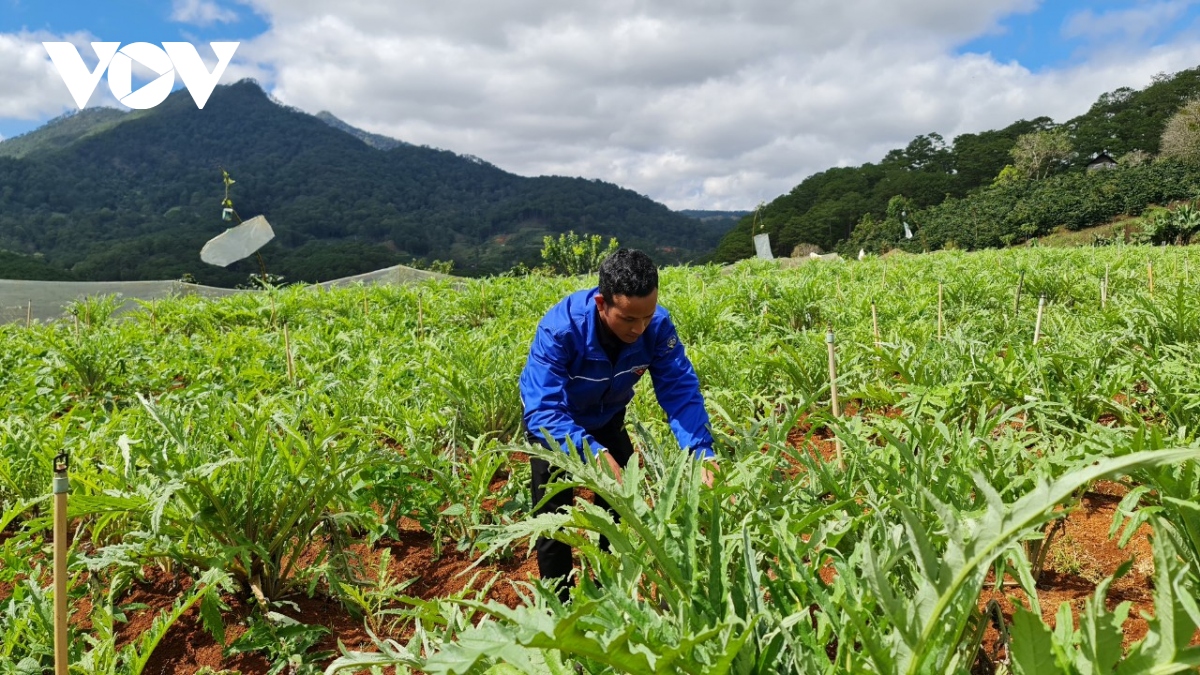 Vùng dân tộc thiểu số Lâm Đồng giàu lên nhờ phát huy lợi thế cây trồng