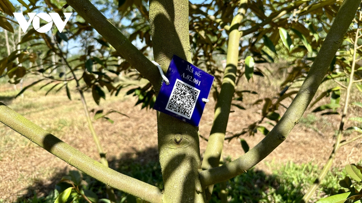 Gắn mã QR số hoá 10.000 cây sầu riêng Đắk Lắk lên bản đồ cây xanh