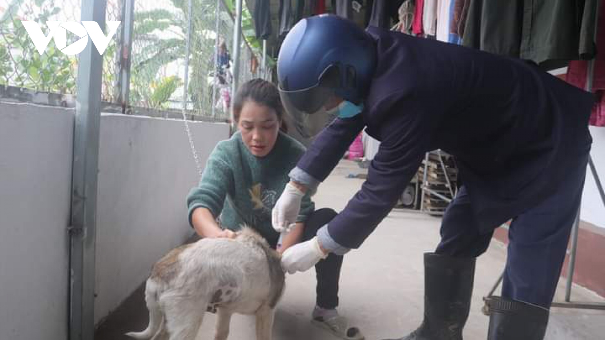 Nhanh chóng xử lý ổ bệnh dại tại Đầm Hà, tỉnh Quảng Ninh